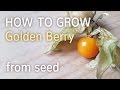 How To Grow Golden Berry From Seed Starting Physalis Peruviana 27 01 2017
