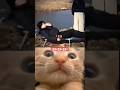 Prank Went Wrong Cat Memes Funny Shorts Explore Music