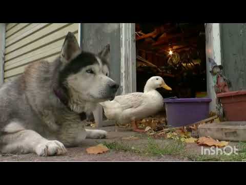 An unlikely pair #shorts #dog #duck