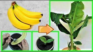 come fare nascere una pianta di banano dal frutto a costo zero, come coltivare il banano