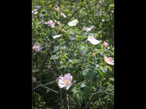 Orchidee a Barbarano Romano