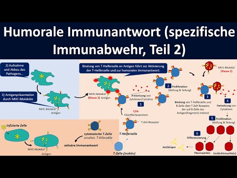 Humoral immune response [specific immune defense, part 2] - [Biology, upper secondary level]