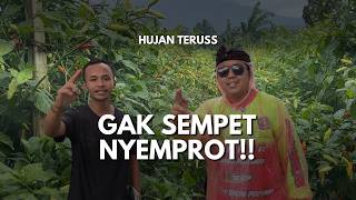 Download lagu It's Raining All the Time and Can't Spray! Chili Peppers Wilt and Curl, What's the Solution? | Th... mp3