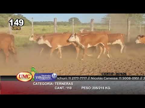Lote 110 Terneras en Antillas Salta