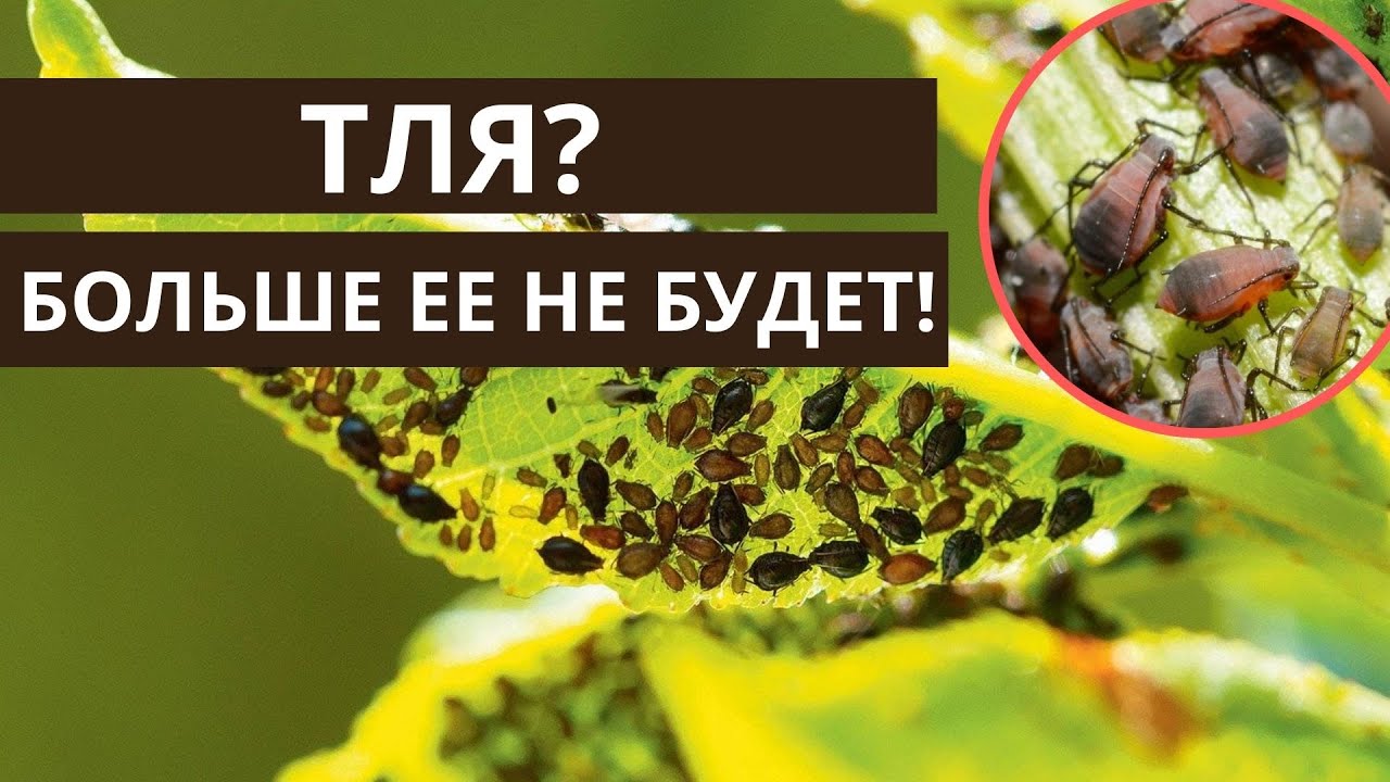Тля на участке? Пришло время от нее избавиться навсегда!