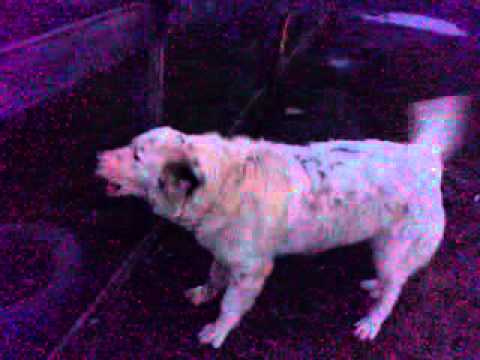 Ciobanesc de bucovina la 8 luni Sincai Fnate