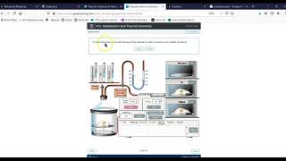Endocrine Physio Ex explainer