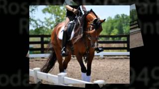 preview picture of video 'Equestrian Training Roseneath ON | Call 416-949-1081'