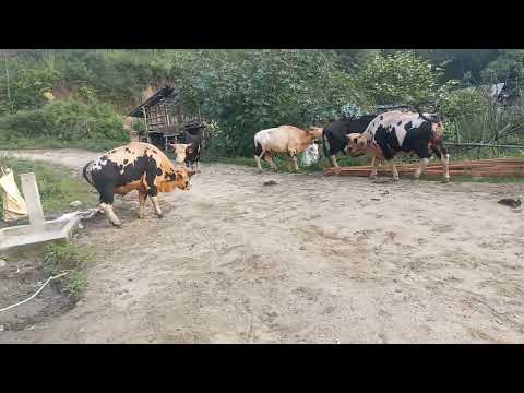 World largest cattle species wild india mithun animals at village Arunachal 🇮🇳