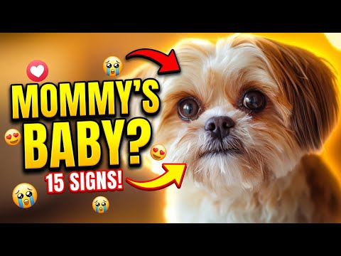 15 Signs Your Shih Tzu Is Treating You Like Their Actual Mom!