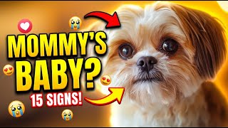 15 Signs Your Shih Tzu Has Bonded With You (Attachment Behavior Explained)