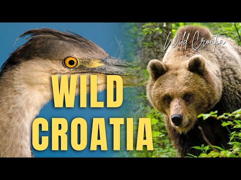 Divlja Hrvatska (dokumentarni film o prirodi)