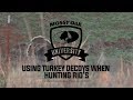 Using Turkey Decoys When Hunting Rio S Turkey Hunting Tips