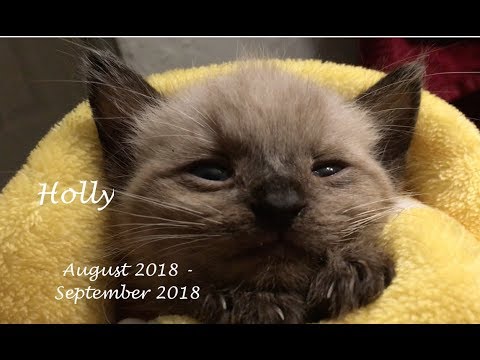 Holly's Journey - Fading Kitten Syndrome