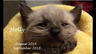 Holly&#39;s Journey - Fading Kitten Syndrome