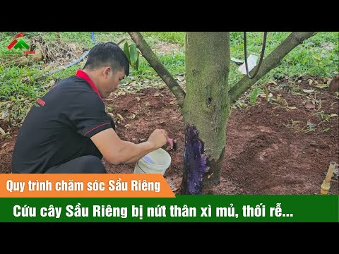 Cứu cây sầu riêng nứt thân xì mủ, nấm gốc thối rễ bằng công nghệ Thổ Nhĩ Kỳ (24024)