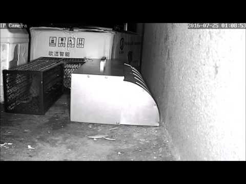 new the most effective and greatest rat trap ever youtube