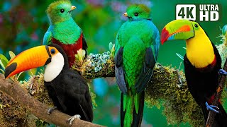 WONDERFUL EXOTIC BIRDS | RELAXING NATURE SOUNDS | STUNNING NATURE | STRESS RELIEF | BEAUTIFUL CHIRP