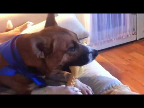 Annie, an adopted Boxer Mix in Hoopeston, IL_image-1