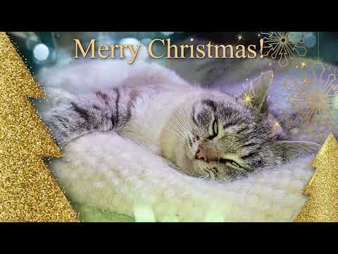 💗Merry Christmas NEW💗2023 #christmas #happymerrychristmas #merrychristmascard #cats #christmascats