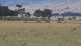 Lions cooperatively hunt warthog