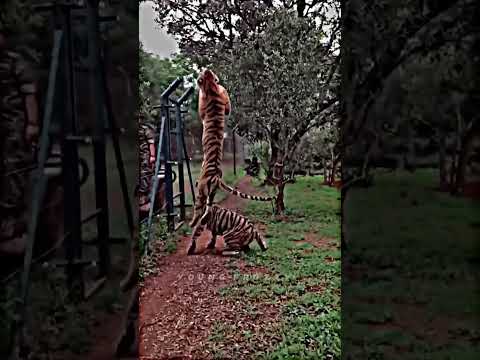 Ronaldo vs tiger jump