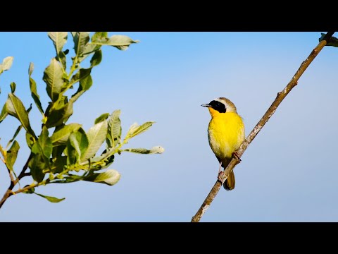 Spring Songbirds in 4K: 7 Hours of Beautiful Bird Scenes & Sounds for Relaxation, Study, Sleep UHD