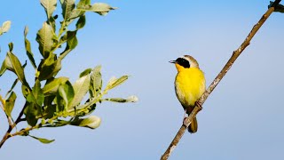 Download lagu Spring Songbirds in 4K 7 Hours of Beautiful Bird S... mp3