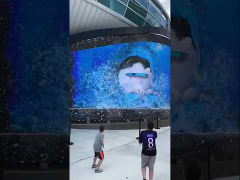 Shark escapes from an aquarium