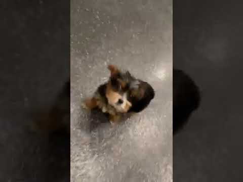 Dorthy - yorkie poo puppy for sale