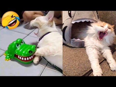 Funniest Cats Videos That Will Make You Laugh 😂 Best Funny Cats Videos Of 2023 😅😹
