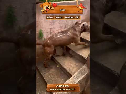 Vídeo de polo