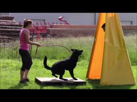 Ursa z Jukasu - obedience & protection - 14 months