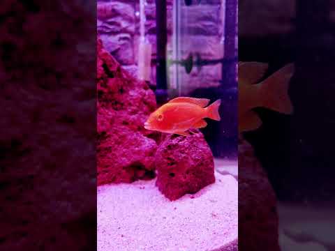 Aquarium love #music #phonk #beats #youtubeshorts #halloween #shorts #Rakeshsharmakevlogs