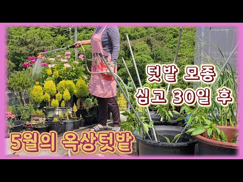 , title : '텃밭 모종 심고 30일 경과 후 텃밭 작물 성장 모습 / 옥상텃밭 작물 키우기'