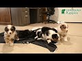 Miniature Australian Shepherd dogs for sale: Tulip - Video 1