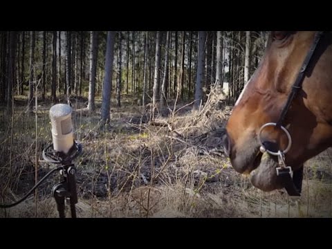 Horse Attack Sqwad - Putsaa hevoo