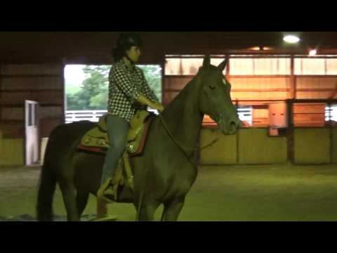 Ellie. Intermediate lesson horse, an adopted Saddlebred in Huntington, WV_image-1