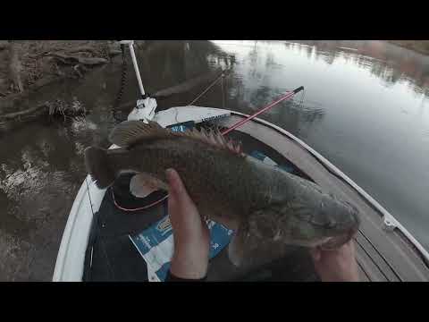 66cm Murray Cod on Surface