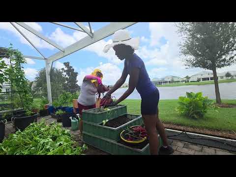Japanese yam harvest, zone 10a FL