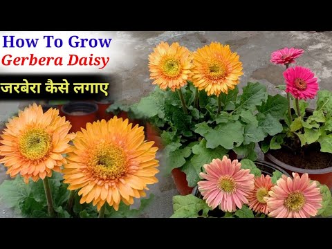 Gerbera will flower for 12 months, just keep this in mind || Gerbera Plant Growing Tips And Ferti...