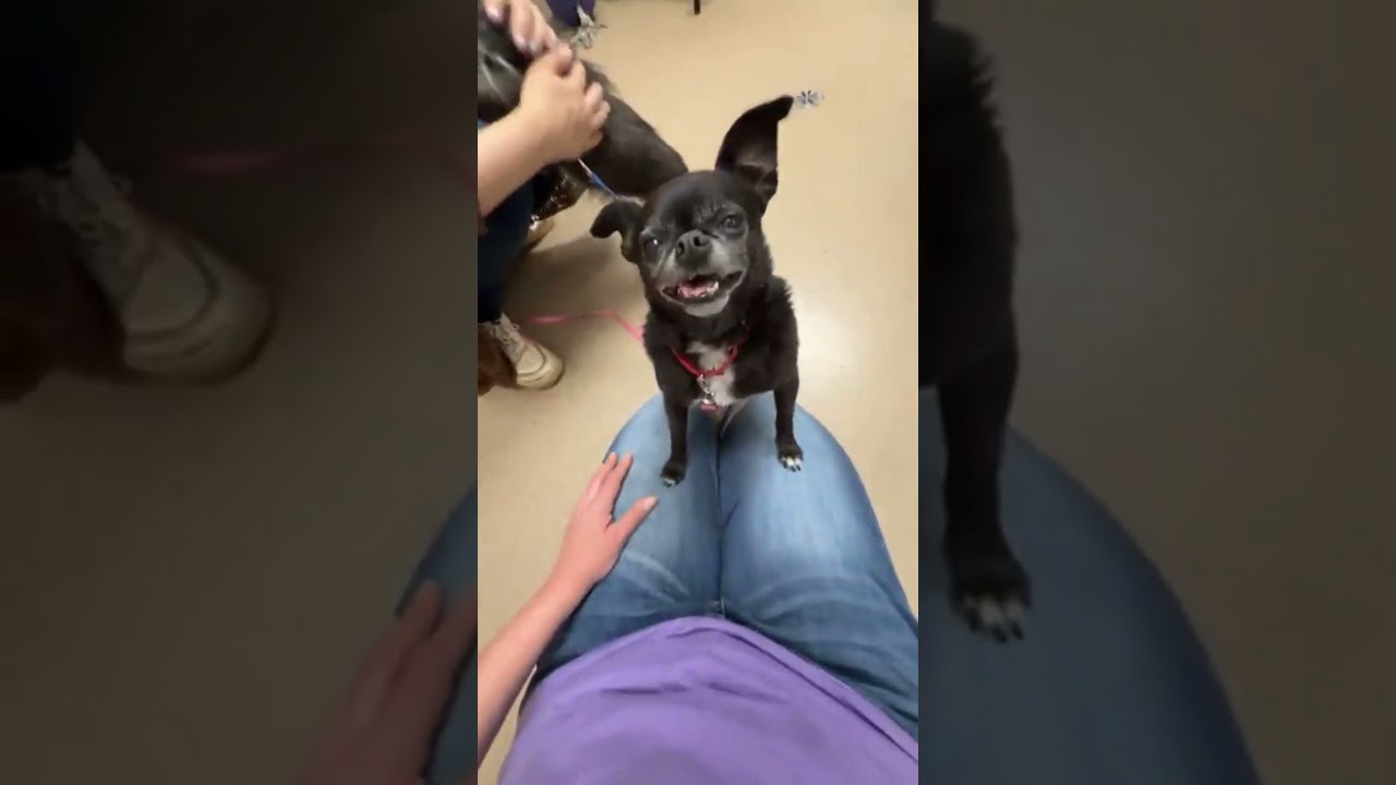 Enlarge Pablo-Bonded to Wrigley, a ADOPTABLE Chihuahua in Oshkosh, WI video 5/5