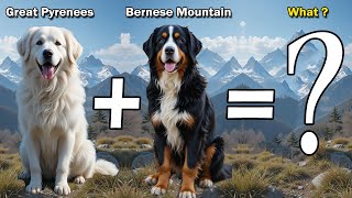Great Bernese: The Teddy Bear Dog You’ve Never Heard Of | Pyrenees x Bernese Mountain Dog Mix #cross