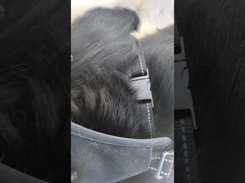 Gus, Briggs + Spot show- review of the NanDog dog harness and leash #doglife 