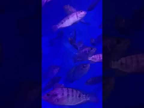 fish 🌎 in Rohini sector 11 #music #beats #remix #you  tube viral shorts
