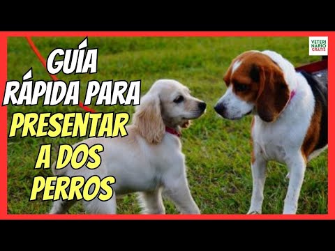 ✅ QUICK GUIDE FOR HOW TO INTRODUCE TWO DOGS AND MAKE THEM GET ON ✅