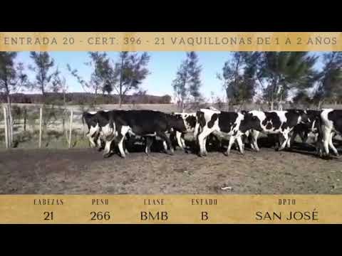 Lote 21 Vaquillonas 1 a 2 años 266kg -  en ECILDA PAULLIER