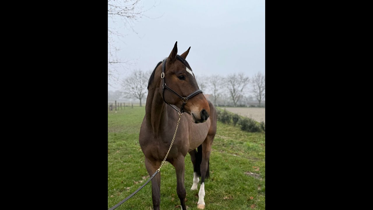 Paramount Maverick S ☆ (LORETTO VDL x PADINUS) video 2