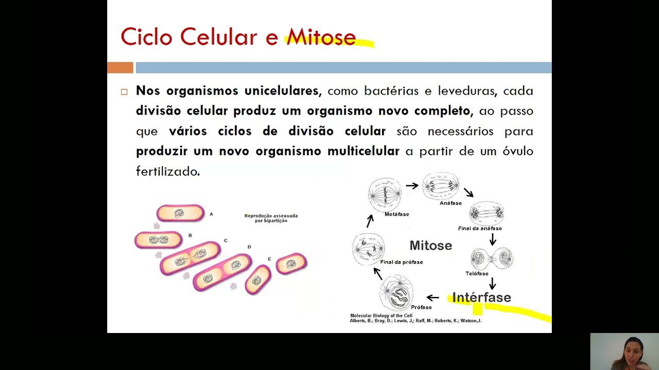 Aula 06   Ciclo celular e Controle do Ciclo