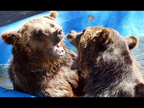 Tierische Momente in Löffingen und Allensbach